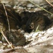 Montezuma Quail